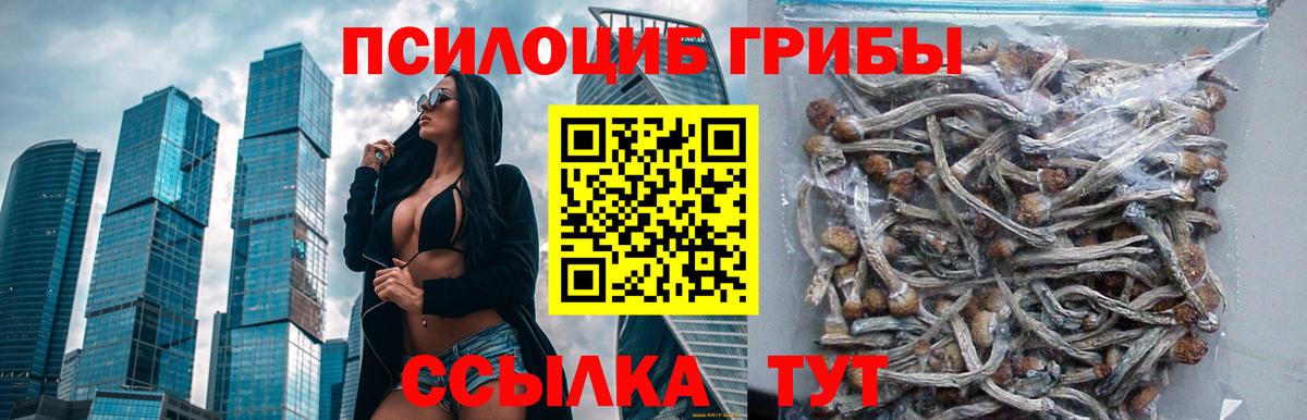 Галлюциногенные грибы GOLDEN TEACHER  Вход с VPN  закладка  Галлюциногенные грибы мицелий  Курганинск 